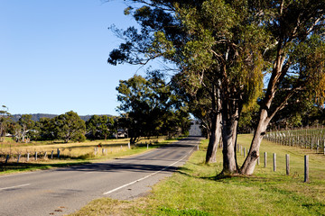 Fototapeta na wymiar Country road with trees next to vineyard