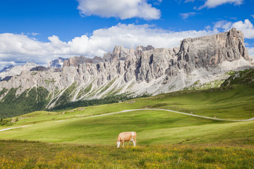 Fototapeta na wymiar Cow at the green grass alpine meadow