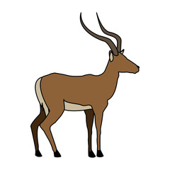 portrait of a standing impala africa mammal wild vector illustration