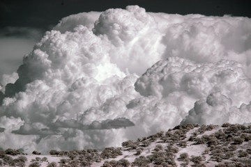 CALIFORNIA THUNDERHEAD