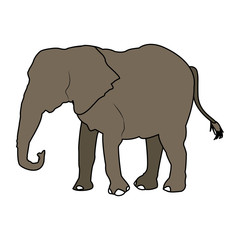 Fototapeta premium elephant wild animal safari african vector illustration