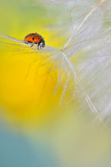 ladybug on dandelion