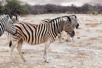 Zebra in african bush. Africa safari