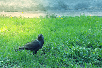 Bird of a jackdaw on a green lawn. Nature and environment.