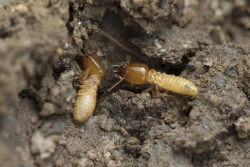 Termite and Termite mound on nature background in Southeast Asia.