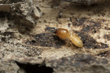 Termite and Termite mound on nature background in Southeast Asia.