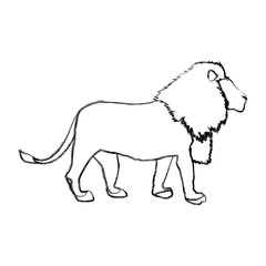 big lion african proud powerful nobility standing and fierce vector illustration