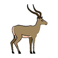 Naklejka na ściany i meble portrait of a standing impala africa mammal wild vector illustration