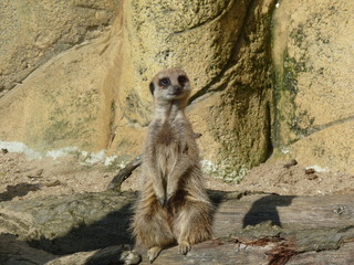 suricate