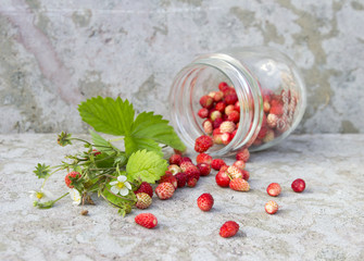 wild red strawberry with green leaf