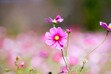 コスモスの花