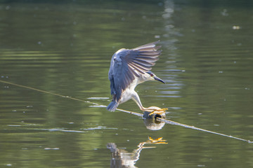 Night Heron