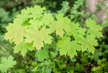 Fototapeta na wymiar Grüne Blätter im Wald