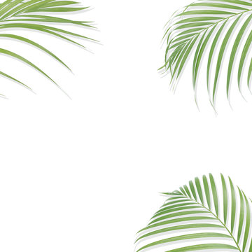 Tropical palm leaves on white background. Minimal nature. Summer Styled.  Flat lay. Image is approximately 5000 x 5000 pixels in size