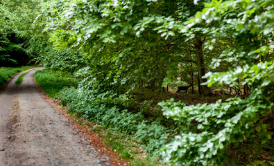 Waldweg mit Reh im Gebüsch