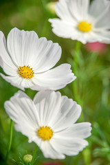 Fototapeta premium コスモスの花