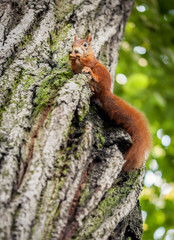 Eichhörnchen sitzt auf Baum und frisst