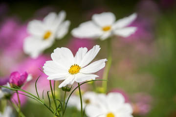 Fototapeta premium コスモスの花