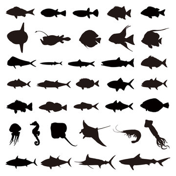 チョウチンアンコウ Photos Royalty Free Images Graphics Vectors Videos Adobe Stock