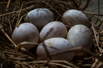 Soft focus Duck eggs in the straw.