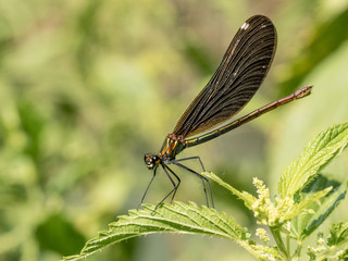 Beautiful  Banded Demoiselle( Calopteryx splendens) belonging to the family Calopterygidae.