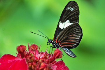 Black and red butterfly with red flower
