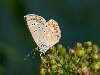Summer sunny day. Blue butterfly Lycaenidae on a blade