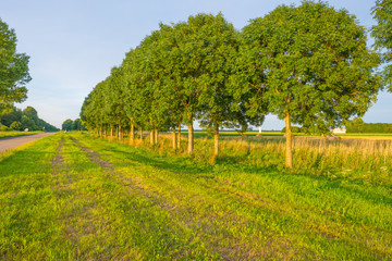 Trees lined along a road in sunlight in summer