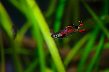 Male black-bar Endler