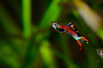 Male black-bar Endler