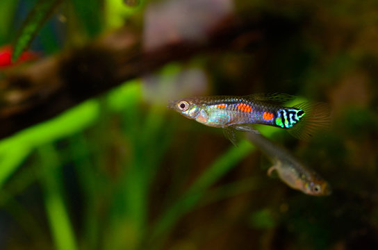 Male black-bar Endler