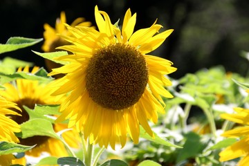 逆光で太陽のように輝く綺麗なひまわり