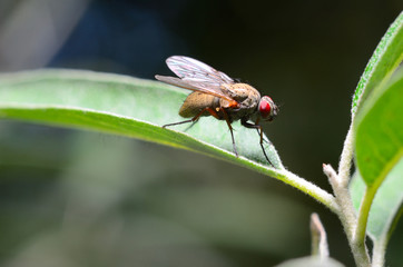 Fly on a leaf
