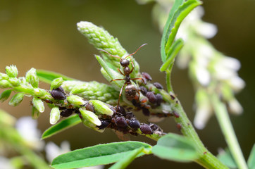 Aphids and ant