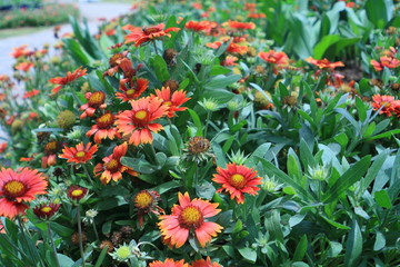 Red flowers : Red flowers in summer