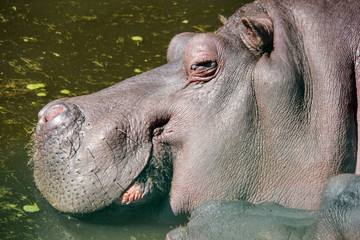 Hippopotamus family lays on sun