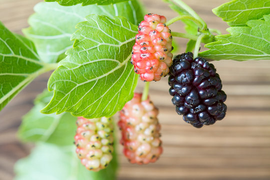 Fresh mulberry, black ripe and yellow, red unripe mulberries on the branch.