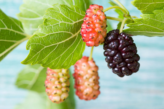 Fresh mulberry, black ripe and yellow, red unripe mulberries on the branch on the blue wooden background.