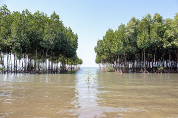 Mangrove forest at sea beach.