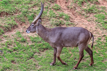 Common Waterbuck (Kobus ellipsiprymnus)