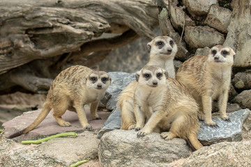 Fototapeta premium family of Slender-Tailed Meerkats (Suricata suricatta) standing and looking for something.