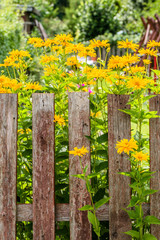 Yellow flowers by the wooden fence in the garden at summer time..