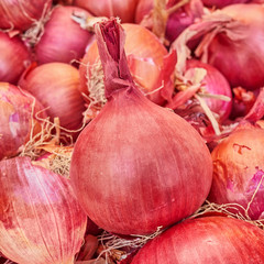 organic red onion closeup