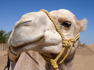 Curious camel is watching in the desert.