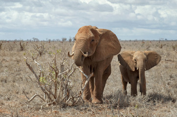 Two elephants standing in savanna.