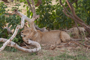 Resting lioness keeps her head on the branch.