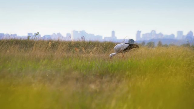 Stork cathing a prey in field on the city background