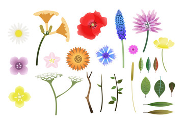 bunte Blumen und Bl&uuml;ten, realistisch