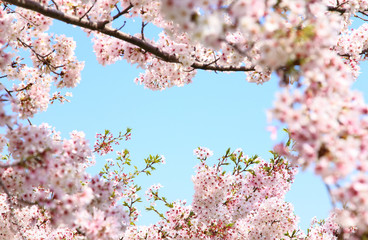 Pink cherry blossom frame against blue sky