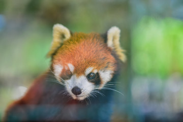 Fototapeta premium Background blur Red pandas live in glass at the zoo.